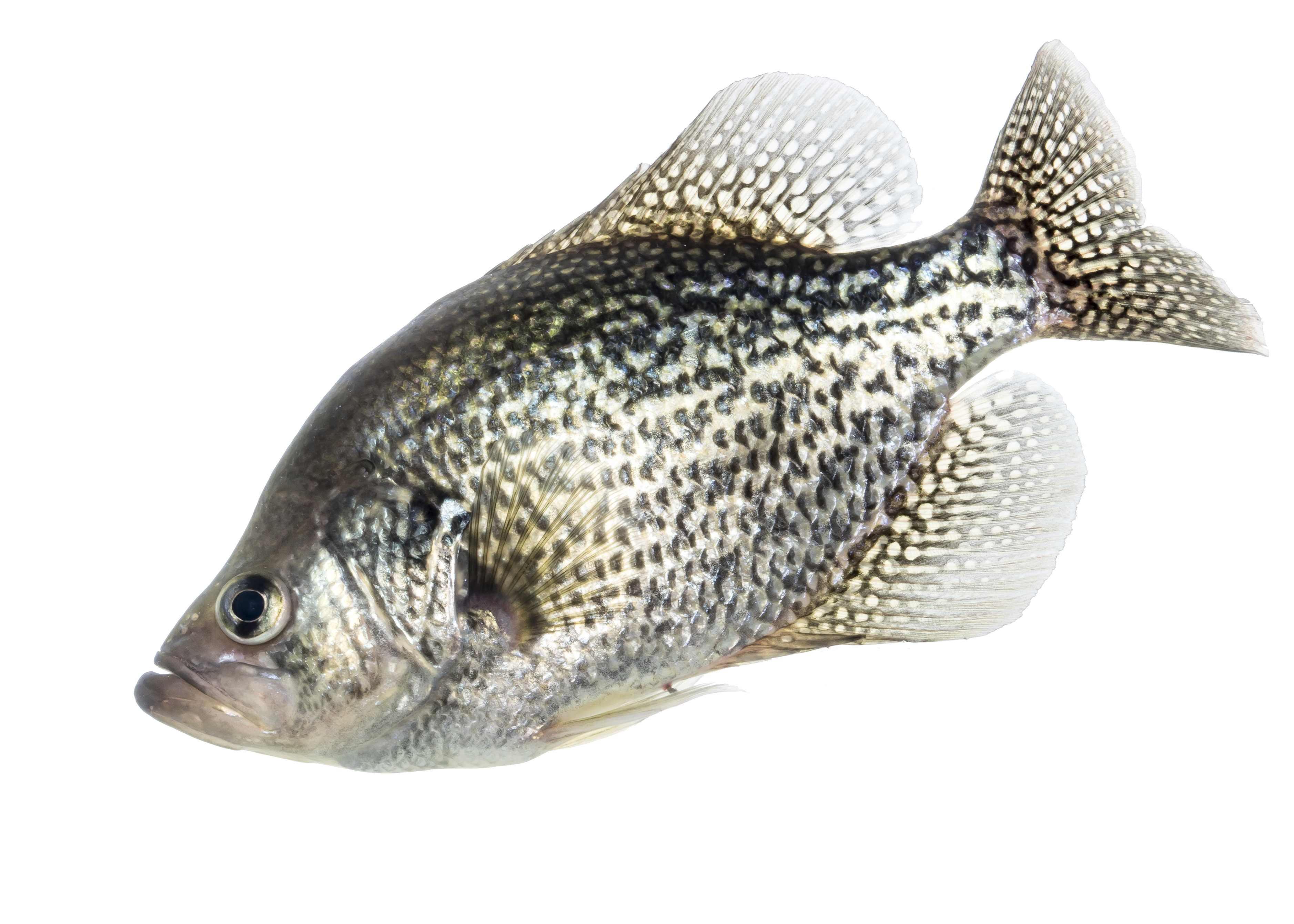 Crappie