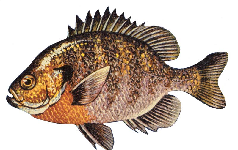 Bluegill