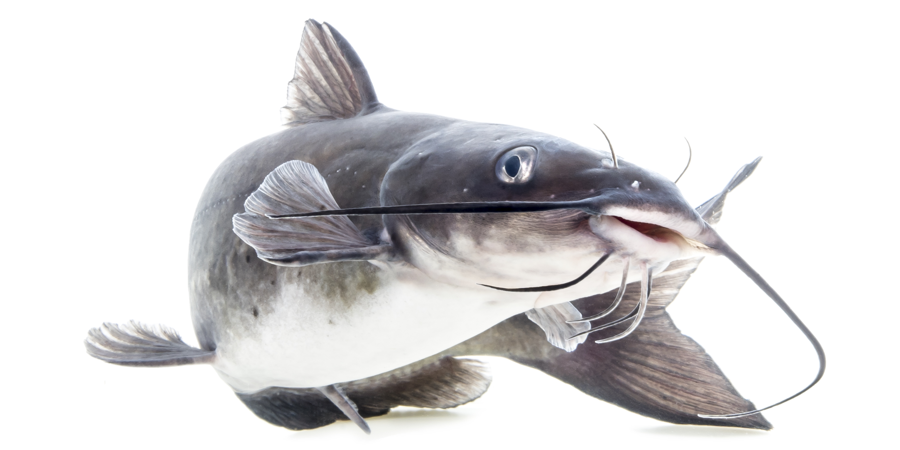 Catfish