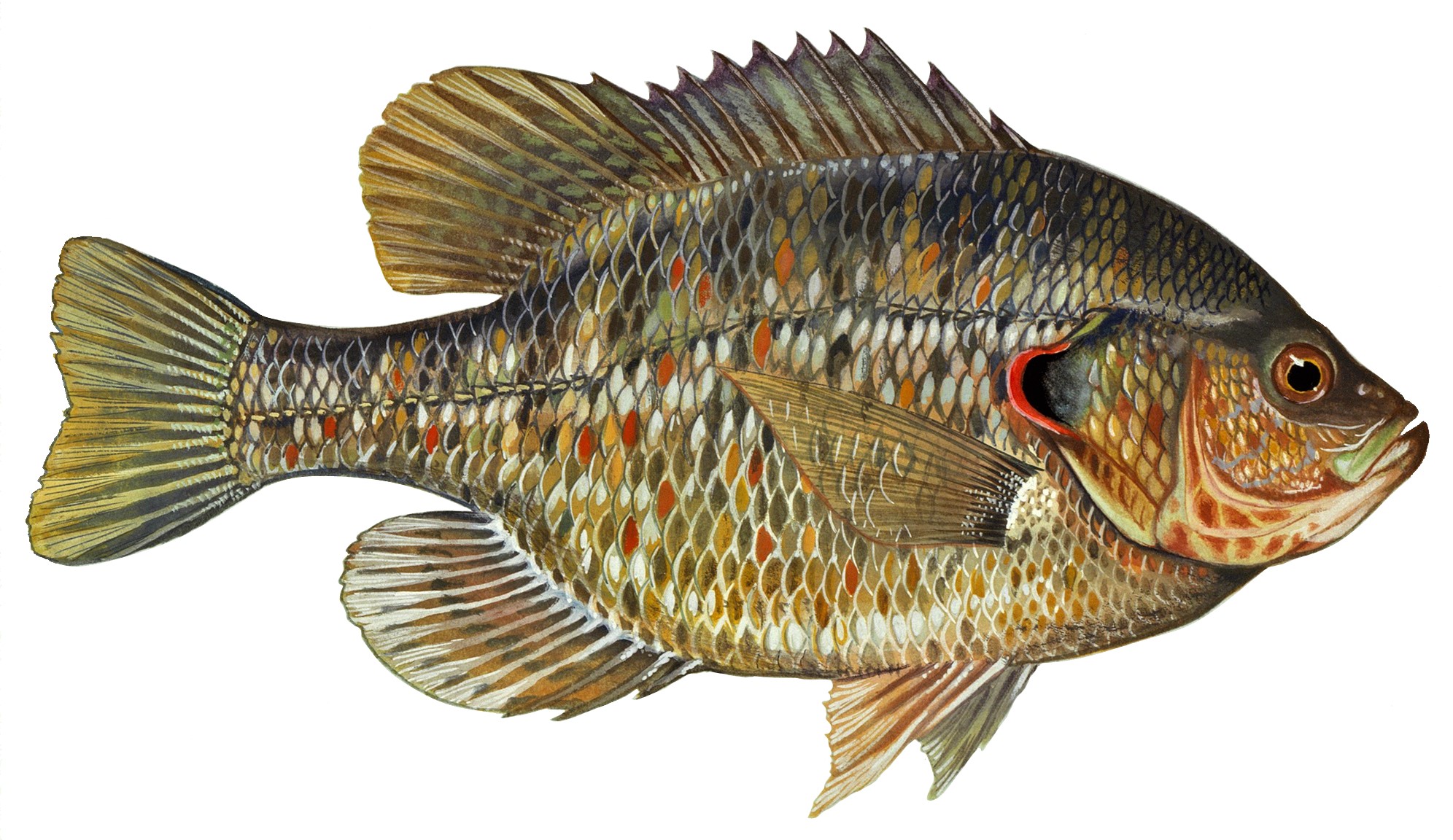 Redear Sunfish